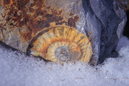 Ammonit2